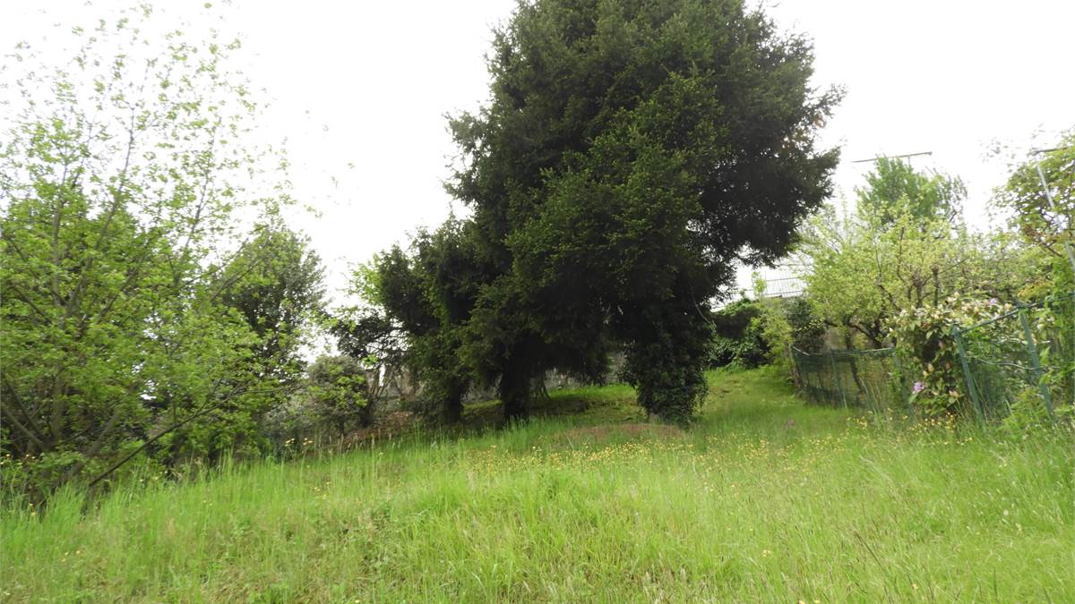 Prato retrostante casa